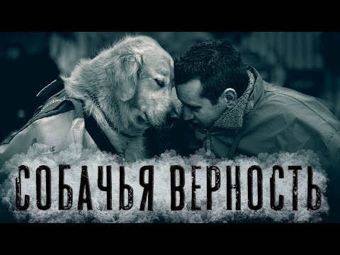 Видео: Стих берет за душу "Собачья верность"Михаил Сухорученко.Читает Андрей Лукашенко