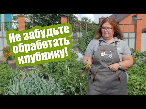 Видео: Главные обработки клубники осенью: избавляемся от болезней и вредителей