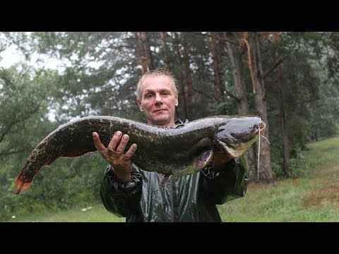 Видео: Сом на пятёрочку или купание в грязевых ваннах. Ловля сома на Свислочи.