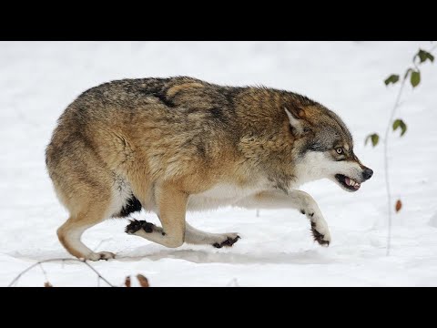 Видео: Кого боятся волки?