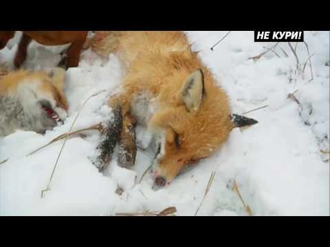 Видео: Охота на лис с норными. Охота с ягдтерьером. Охота с таксой . 2018