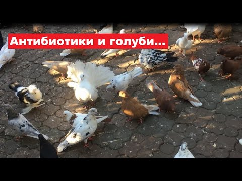 Видео: Нужно ли пропаивать голубей антибиотиками для профилактики???