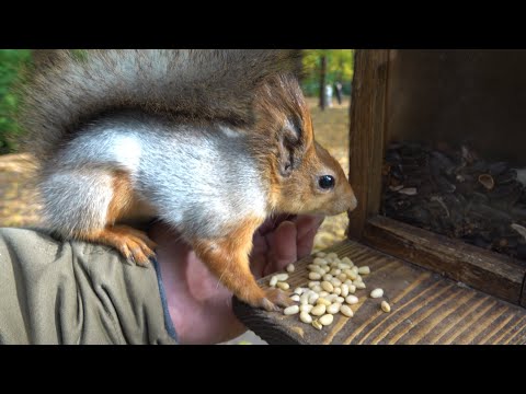 Видео: Толстая и другие голодные белки. Зарисовка / Tolstaya and other hungry squirrels. The sketch
