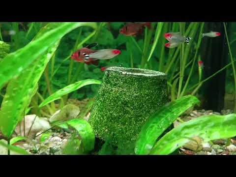 Видео: Как поживают Каломаихты. Рыба. 