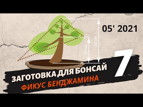 Видео: Объединение множества стволов фикуса Бенджамина в один. Заготовка для бонсай. Часть 7 | Май 2021