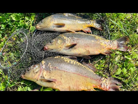 Видео: ЭТА ПРИКОРМКА ЛОВИТ Зеркального карпа Рыбалка на карпа в жару