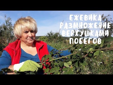 Видео: Простейший способ размножения ежевики. Мой опыт.