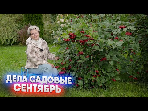 Видео: Дела садовые   сентябрь
