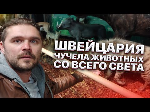 Видео: Швейцария. Чучела животных со всего света в одном месте. Иван Кузьминов такого еще не видел.