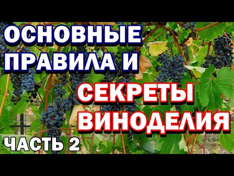 Видео: Как сделать домашнее вино - Квартирное вино - Основные ошибки - Важные секреты - Часть 2