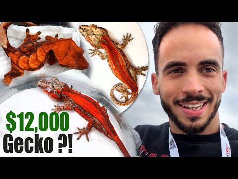 Видео: Самый дорогой геккон на выставке рептилий NARBC