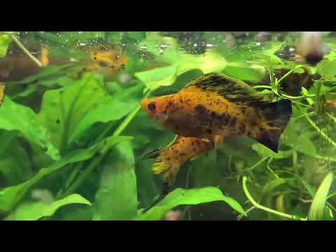 Видео: Моллинезия велифера как содержаться в каких условиях, чем питаются, что нового ?