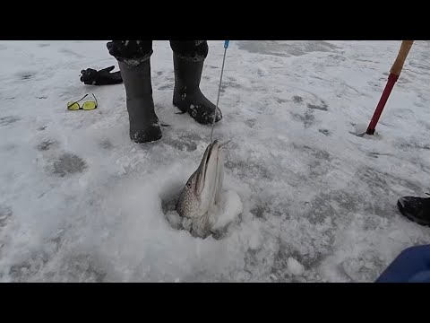 Видео: НЕ ЗАЛЕЗЛА В ЛУНКУ, ЭТО ТРОФЕЙ. РЫБАЛКА НА НУРЕ