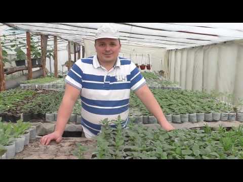 Видео: Срочно подкормите виолу для хорошего развития!!!