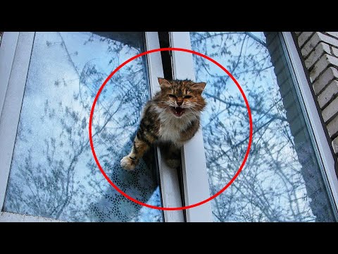 Видео: Мужик выбросил кота из балкона, но такого исхода не ожидал никто…