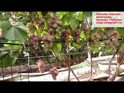 Видео: Виноград Рилайнс пинк сидлис один из лучших кишмишей лета, 1 класс бессемянности, подходит для изюма