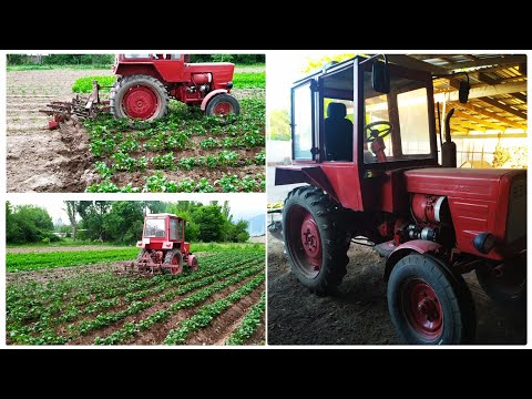 Видео: Трактор Т-25 домашний помощник/ Уход и порядок на огороде