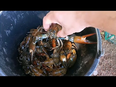 Видео: Ловля рака, новая приманка. Хороший улов на раколовки.