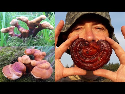 Видео: ГРИБ БЕССМЕРТИЯ - вот он! Гриб Рейши или Трутовик лакированный.