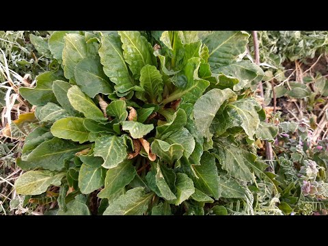 Видео: Весенние дикорастущие травы, собираем вместе/ 10 полезных дикоросов:звездчатка,горчица луговая и др,