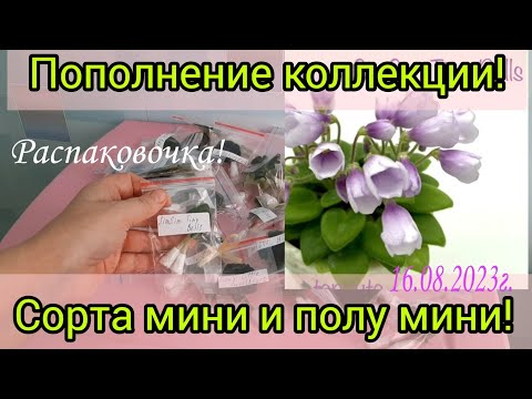 Видео: Пополнение коллекции фиалок мини сортами! Распаковка посылки! 16.08.2023г.