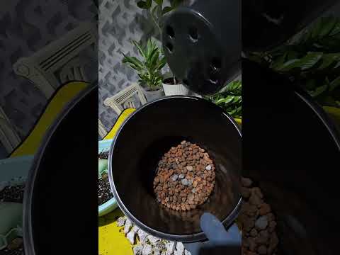 Видео: N⁰-418. БАЗИ ГУЛЛАРИМНИ ТУВАК ВА ТУПРОКЛАРИНИ АЛМАШТИРДИМ. БОЛАЧАЛАРИНИ АЛОХИДА ЭКДИМ.🥰