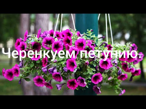 Видео: Как я черенкую петунию.#живыецветы #петуния₽черенкуемпетунию#черенкипетунии