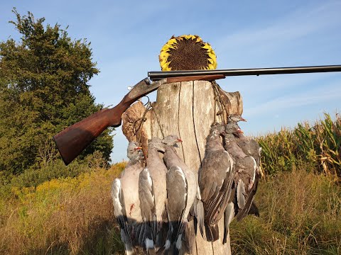 Видео: Охота на Вяхиря без чучел, ружьё ИЖ-Б-46, начало перелёта, Pigeon hunting 2020...#birdhunters