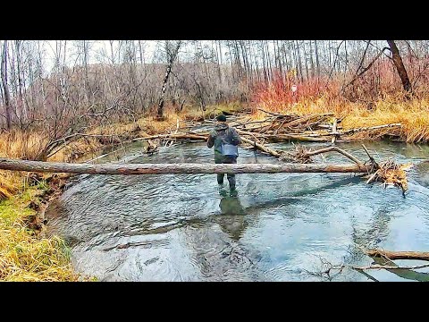 Видео: ХАРИУС В МИКРО РЕЧКЕ