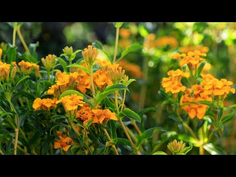 Видео: Садоводство Боде. Райский уголок Павловского парка