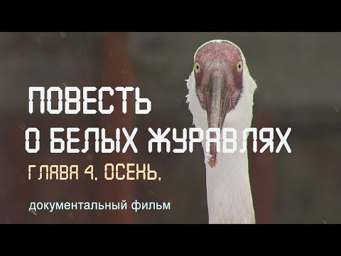Видео: Сибирь. Ямал. Белые журавли. Стерхи. Часть 4. Осень.  Река Обь. Nature of Russia.