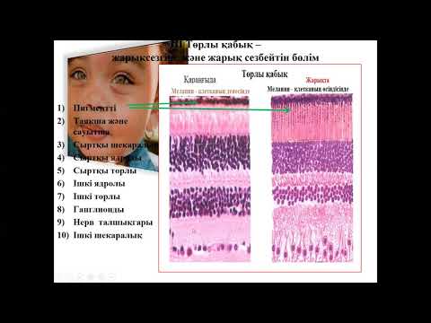 Видео: Гистология. Көру мушесі және иіс сезу мушесі.