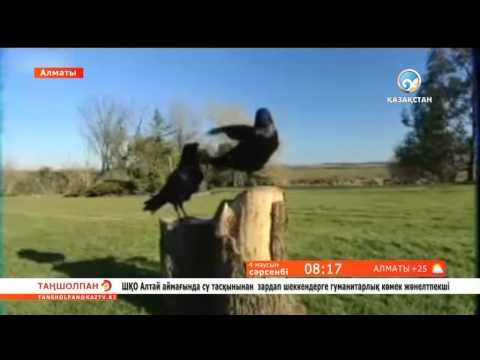 Видео: Құстар туралы қызықты деректер