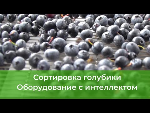 Видео: Сортировка ягод (голубика, черника) от Green Sort