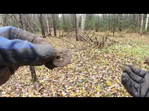 Видео: Поиск клада с металлоискателем NOKTA LEGEND. Часть 5 Лес.... #коп_монет #коп 