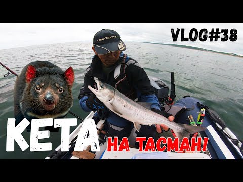 Видео: КЕТА на ТАСМАН | Выходной + Рыбалка