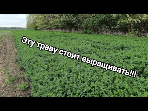 Видео: Люцерна- ключ к прибыли в сельском хозяйстве. как вырастить без проблем