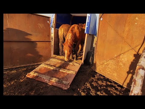 Видео: Жеребцы Баланс и Лакмус приехали к кобылам.