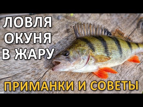 Видео: ЛОВЛЯ ОКУНЯ В ЖАРУ - ПРИМАНКИ И СОВЕТЫ! Рыбалка на окуня 2019!