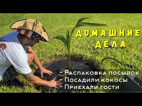 Видео: Домашние дела / Посылки/ Посадили кокосы / Приехали гости