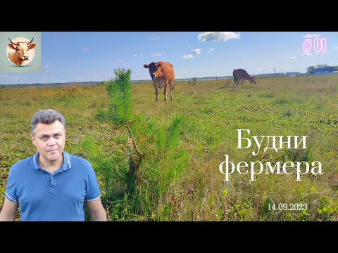 Видео: Будни фермера, рутина на моей ферме. Собираемся на торговлю #1.