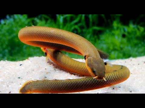 Видео: мой аквариум и его обитатели