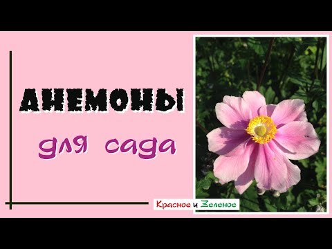 Видео: Анемоны для сада. Весенние и осенние виды и сорта.