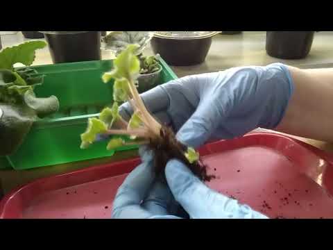 Видео: Новинки коллекции  фиалок./ Отсаживаю деток