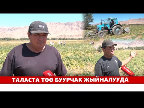 Видео: Таласта төө буурчак жыйналууда