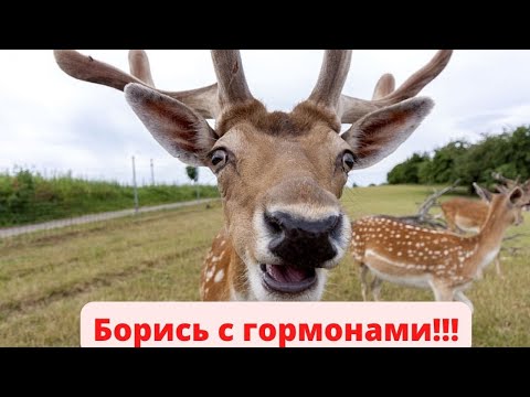 Видео: Мужское достоинство! Пробудившийся Алень!