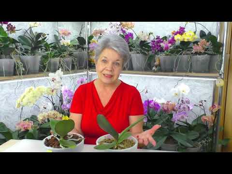 Видео: Мифы о Злом торфяном стакане в горшке орхидеи, о Коре и Керамзите, и о Воздушных корнях орхидеи...
