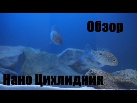 Видео: 2. Нано цихлидник. Обзор аквариума. Кормление.