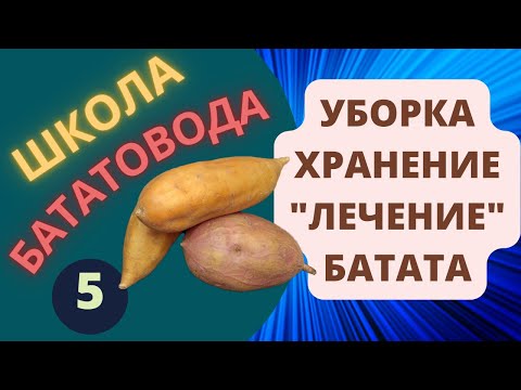 Видео: Уборка Хранение Лечение батата ШБ 5