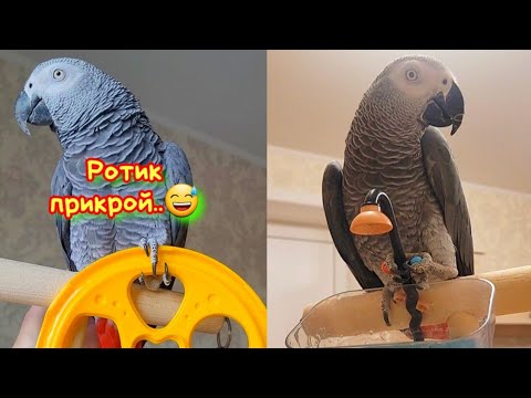 Видео: Доигрались! Докрутились колесо...😅🫣
